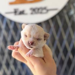 Brielle - Cream and white female Chihuahua puppy in Harrison, Michigan from Cloud9 Chihuahuas
