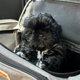 Shih Tzu Puppies from ShihTzuki Pups