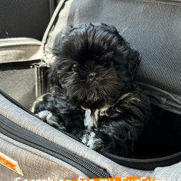 Shih Tzu Puppies from ShihTzuki Pups