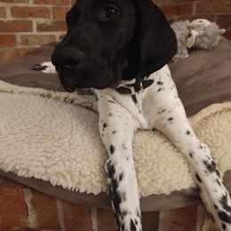 German Shorthaired Pointer Puppies from Sutheimer GSP'S