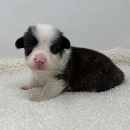 Cosmo (brindle) - Brindle and white male American Corgi puppy in Waco, Texas from The Comma Corgis