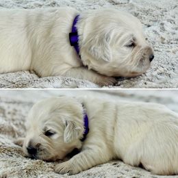 Miss Purple - Light golden female Golden Retriever puppy in Pocatello, Idaho from Dusk View Golden Retrievers