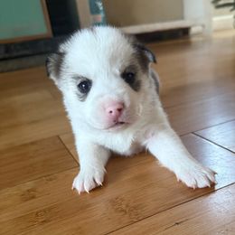Red Collar - Black and white male Pomsky puppy in Exeter, Rhode Island from Ocean State Pomskies