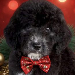 Bernedoodles and Poodles from Southern Companion Kennel