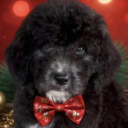 Bernedoodles and Poodles from Southern Companion Kennel