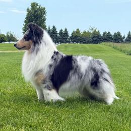 Taylor - Shetland Sheepdog