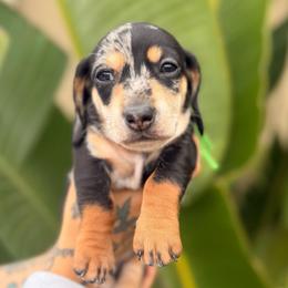 Maverick - Dapple male Dachshund puppy in El Cajon, California from Lisa Buxton