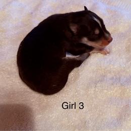 Girl 3 - Black and white female Siberian Husky puppy in Columbus, Ohio from Jamuison’s Siberian Huskies
