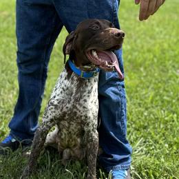 Angel - German Shorthaired Pointer