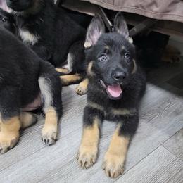 Tucker - Black and tan male German Shepherd puppy in Augusta, West Virginia from Vom Haus Highlands