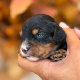 June - Tri-color male Cavapoo puppy in Yuciapa, California from AlltheDoodlez_
