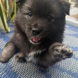 Finnish Lapphund Puppies from Sue Kidder/Lighthouse Lapphunds southern Branch