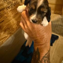 Girl 2 - Red female Dachshund puppy in Paisley, Florida from Pantheon Dachshunds