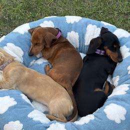 Dachshunds from Adorable Doxies