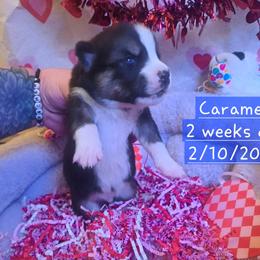 Pembroke Welsh Corgi and Siberian Husky Puppies from Regal Huskies of the Carolinas