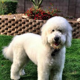 Aussiedoodles, Bernedoodles, and Goldendoodles from Arizona Goldendoodles