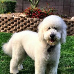 Aussiedoodles, Bernedoodles, and Goldendoodles from Arizona Goldendoodles