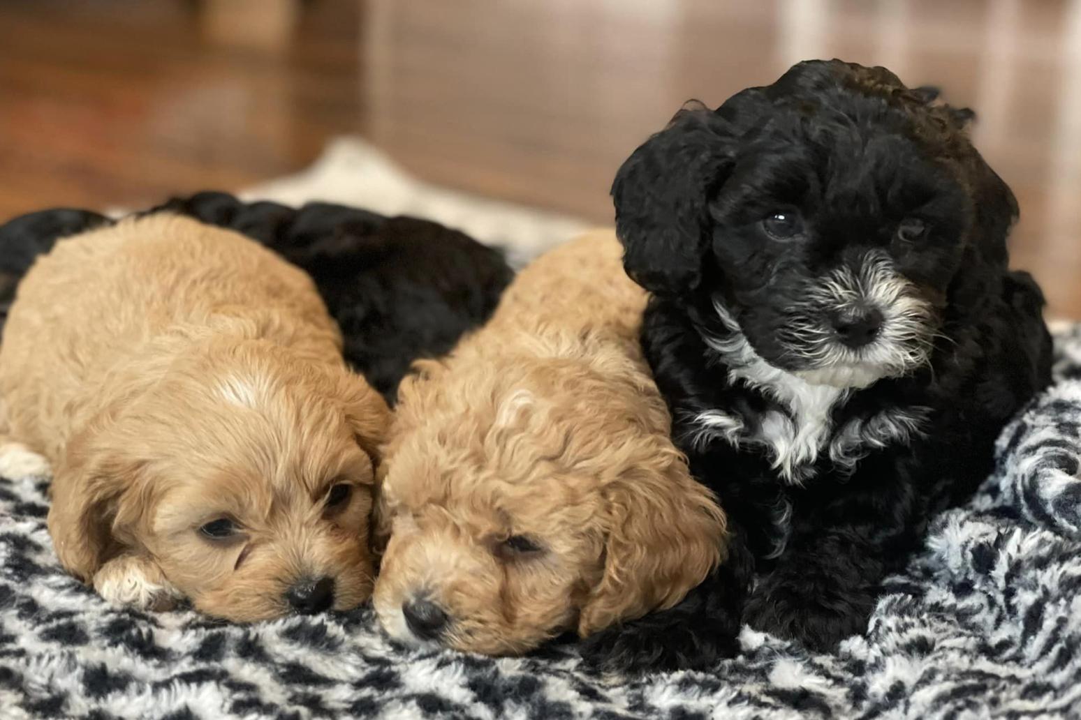 Whiteley Cavapoos & Dachshunds in Oklahoma | Cavapoo and Dachshund ...