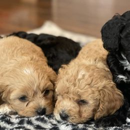 Cavapoos and Dachshunds from Whiteley Cavapoos & Dachshunds