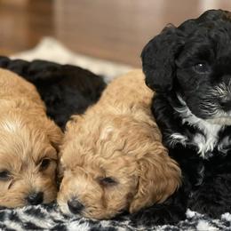 Cavapoos and Dachshunds from Whiteley Cavapoos & Dachshunds