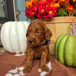 Sky Blue - Apricot male Goldendoodle puppy in Little Rock, Arkansas from Adorable Mini Doodles LLC