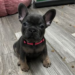 Girl 3 - Blue French Bulldog puppy in Texas from Hou Frenchised