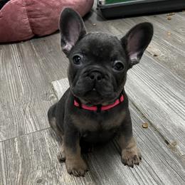Girl 3 - Blue French Bulldog puppy in Texas from Hou Frenchised