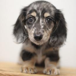 Nova - Dapple female Dachshund puppy in Alto, Texas from Prima Dachshunds