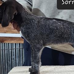 Sorry-please read - Liver and white German Wirehaired Pointer puppy in Wellston, Ohio from Blue Line GWPs
