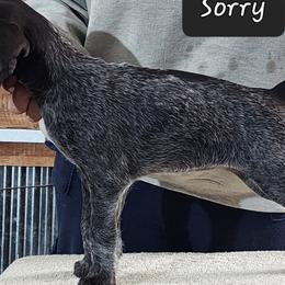 Sorry-please read - Liver and white German Wirehaired Pointer puppy in Wellston, Ohio from Blue Line GWPs