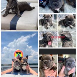 French Bulldog Puppies from Stonecreek Bulldogs