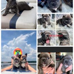 French Bulldog Puppies from Stonecreek Bulldogs