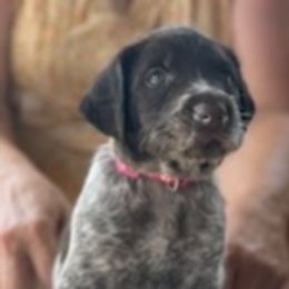 German Wirehaired Pointer Puppies from Jagged Edge German Wirehaired Versatility Dogs