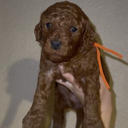 Male 2 - Red  male Poodle puppy in Modesto, California from Oso’s Red Toy, Mini, & Standard Poodles