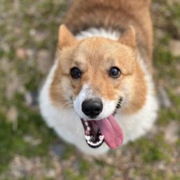 Hunny - Pembroke Welsh Corgi