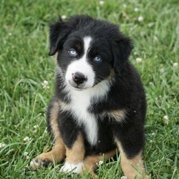 Australian Shepherd and Miniature Australian Shepherd Puppies from Gleiming Stars Aussie