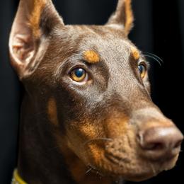 Doberman Pinschers from Rockhill Dobermans