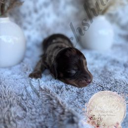 Dachshund Puppies from CSW Dachshunds