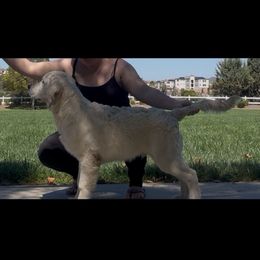 Henry - Golden Retriever