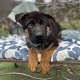 German Shepherd Puppies from Golden Ridge