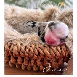 Jinu - Merle male Goldendoodle puppy in Woodland Hills, Utah from The Fairy Paw Mother
