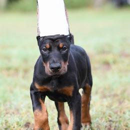 Legacy - Black and rust female Doberman Pinscher puppy in Overton, Texas from Obsidian Kennel