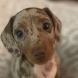 Dachshunds from Turner Delightful Dachshund Farm