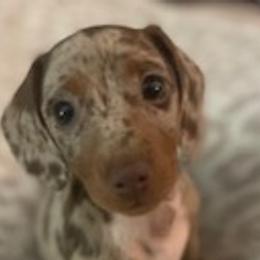 Dachshunds from Turner Delightful Dachshund Farm