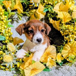 Rizzo - White and tan female Russell Terrier puppy in Sandown, New Hampshire from Patch Wood Irish Jacks