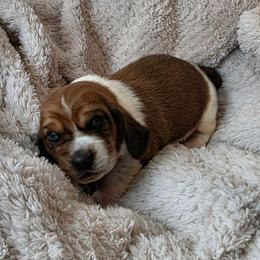 Paul - Mahogany and white male Basset Hound puppy in Big Rapids, Michigan from Basket Hound Bassets