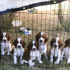Welsh Springer Spaniel Puppies from KayCee’s Welsh Springer Spainels