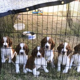 Welsh Springer Spaniel Puppies from KayCee’s Welsh Springer Spainels