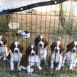 Welsh Springer Spaniel Puppies from KayCee’s Welsh Springer Spainels