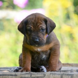 Boy 4 - Red wheaten male Rhodesian Ridgeback puppy in Hillman, Minnesota from Rhoxwood Kennel